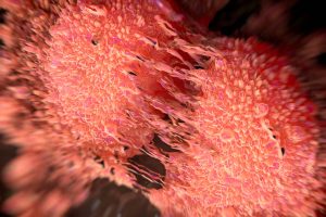 Divisione di due cellule tumorali della prostata